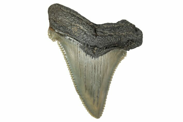 Serrated Angustidens Tooth - Megalodon Ancestor #340368